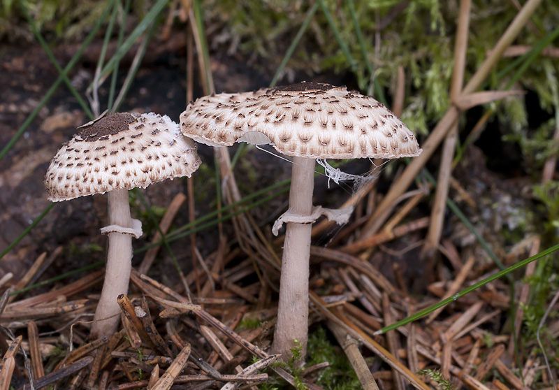 Lepiota felina